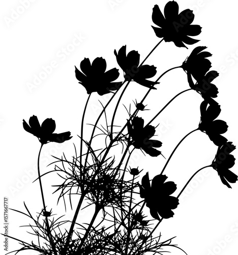 Cosmos Flowers Silhouette: Delicate Blooms and Stems in Black and White