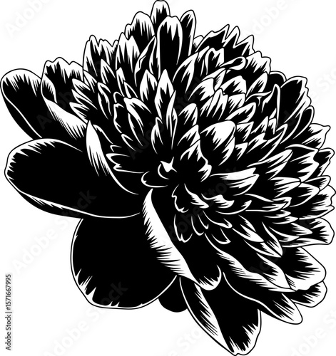 Monochrome Peony Blossom: Detailed Vector Illustration of a Flower Head