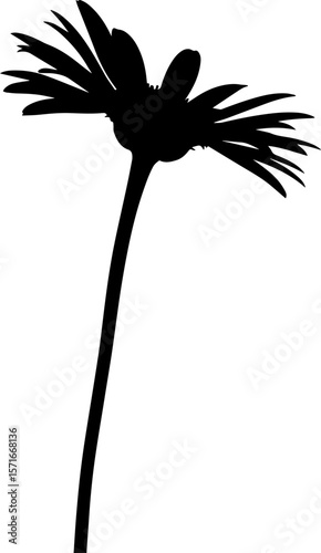 Striking Silhouette of a Gerbera Daisy with Elongated Stem and Petals