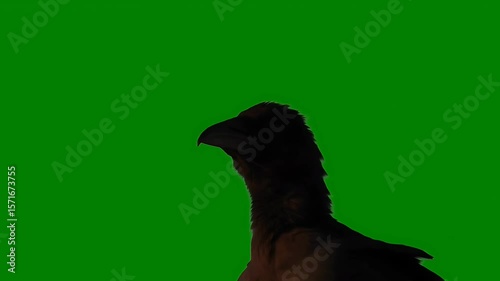 Close up of raven showcasing details against a green screen background