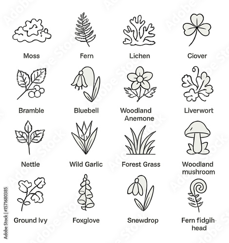 Woodland plant icons collection, botanical nature emblems. wild flora design set