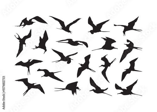Frigate Bird vector bundle, Frigate Bird clipart, Frigate Bird silhouette.	