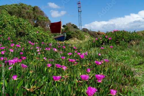 Fototapeta Naklejka Na Ścianę i Meble -  Pink flowers with a litlle boat
