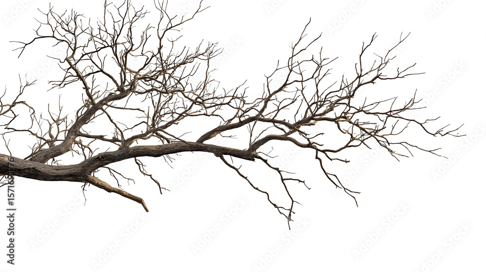 custom made wallpaper toronto digitaldry and decaying branches of tress png , ai