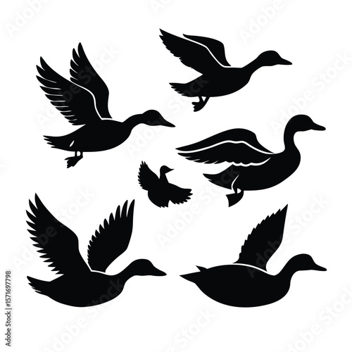 Six Duck Silhouettes in Various Poses Black on White