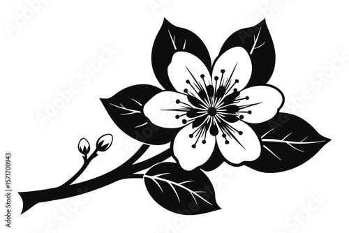 Black and White Floral Vector Illustration Blooming Cherry Blossom with Stem and Bud Detail