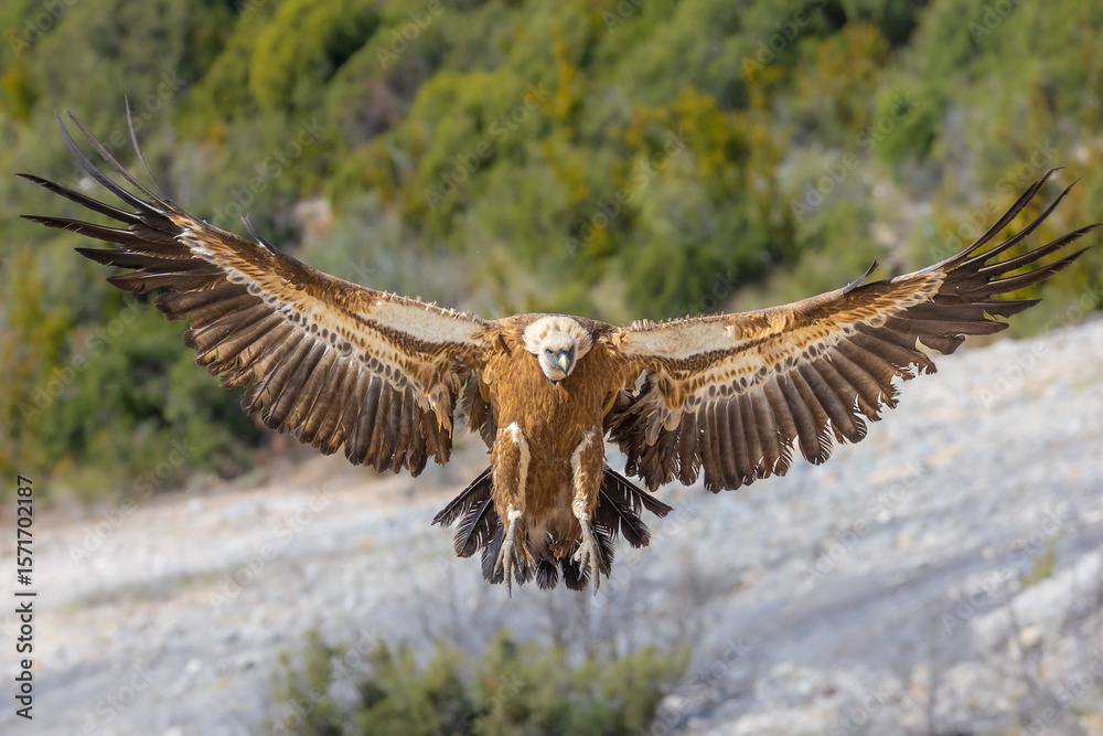 Fototapeta premium Griffon vulture in frontal flight with wings fully spread