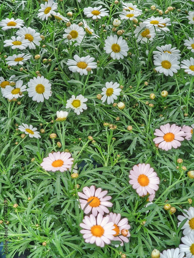 Fototapeta premium Vibrant Daisies in Full Bloom