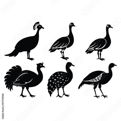 Six Bird Silhouettes Pigeon Ostrich Peacock Parrot Guineafowl