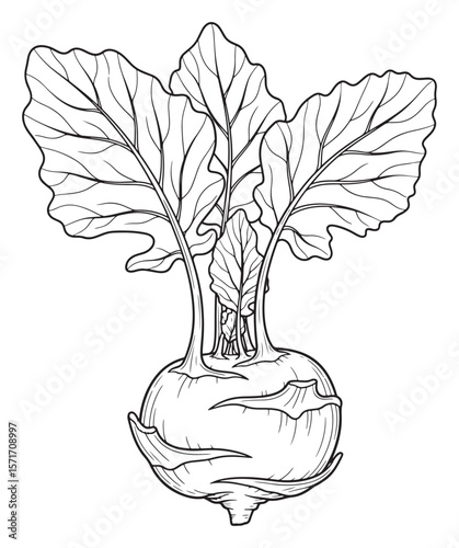 Kohlrabi Line Art Illustration with Detailed Leaves and Bulb Shape