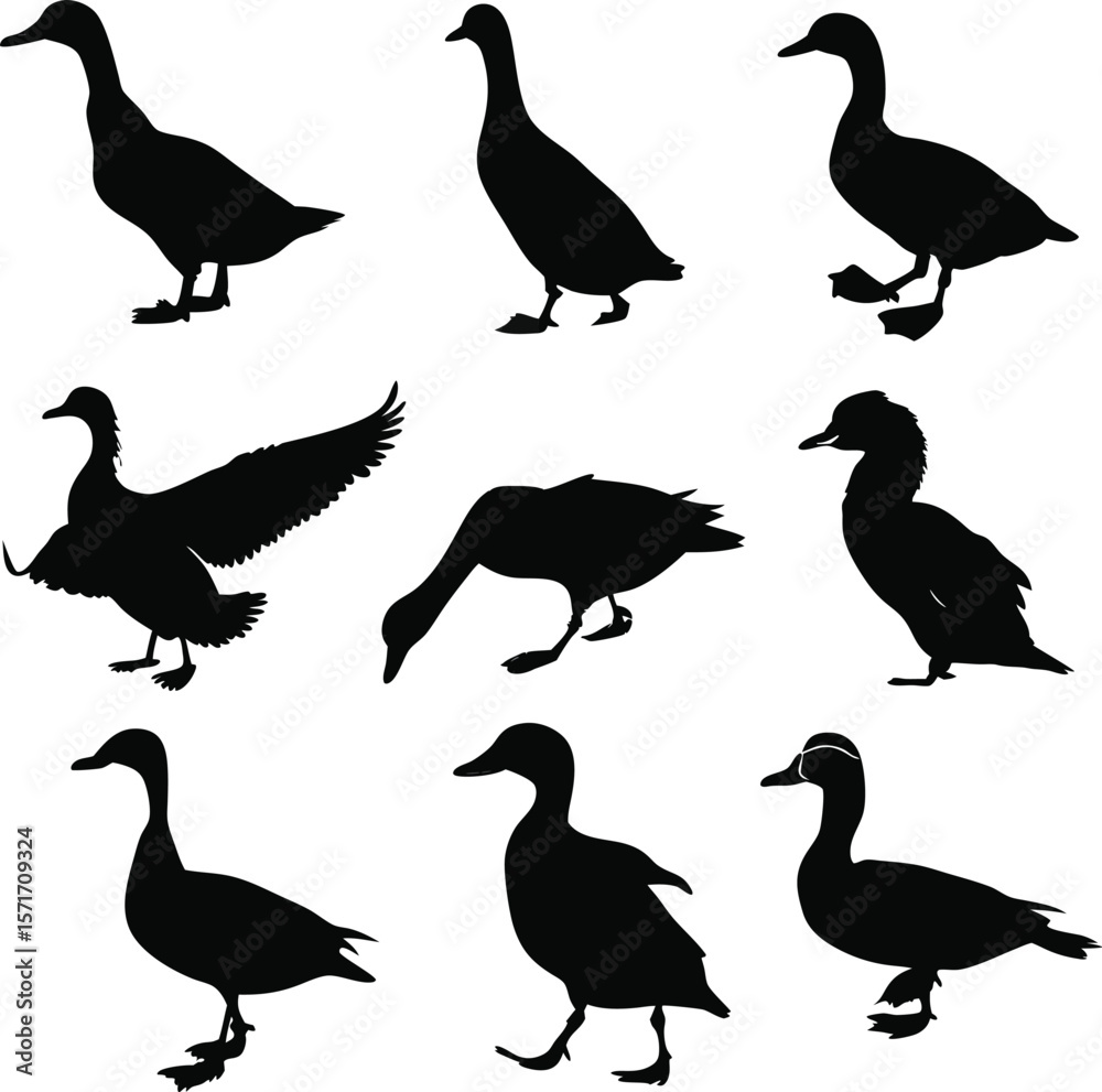 Obraz premium Duck silhouette bundle vector A collection of 12 black silhouettes in various poses, including jumping, standing, sitting. Each silhouette is clean and minimal,contrast, no details inside the shapes, 