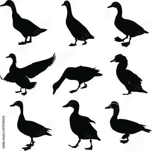 Duck silhouette bundle vector A collection of 12 black silhouettes in various poses, including jumping, standing, sitting. Each silhouette is clean and minimal,contrast, no details inside the shapes,
