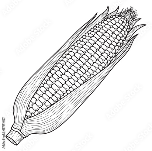 Detailed Line Art Illustration of Corn on the Cob with Husk