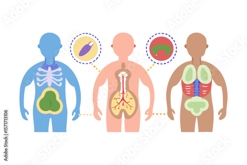 Illustration of human anatomy showing different organ systems and body parts