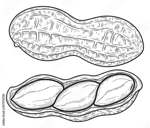 Vector Illustration of Two Peanuts, One Whole and One Open, Isolated on White