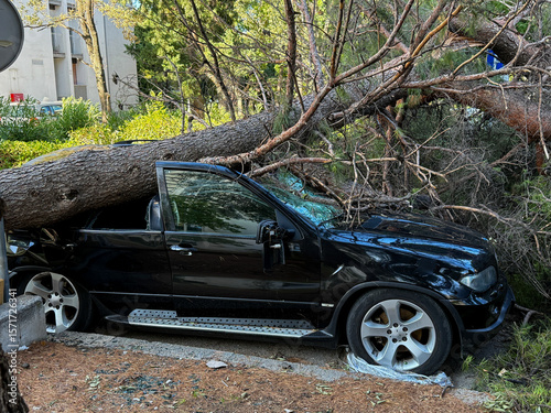 Fallen pine tree crushing a black SUV after a hurricane in Croatia, Split illustrating the destructive power of nature and the importance of disaster preparedness