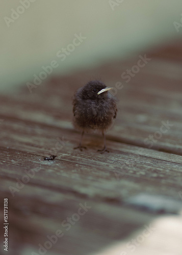 Hungry baby bird chirping for mama bird on deck