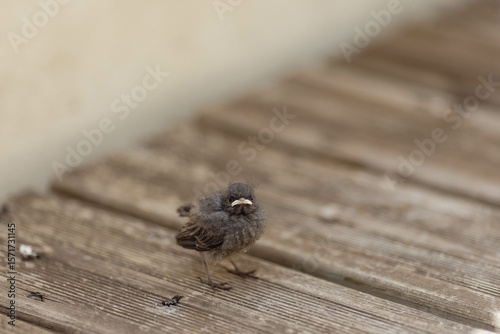 Hungry baby bird chirping for mama bird on deck