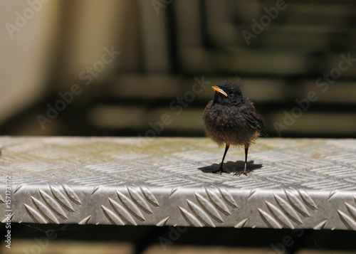 Hungry baby bird waiting for mama bird on stairs