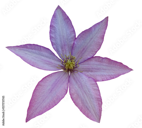 Close-up of an violet and pink clematis flower blossom with detailed petals and stamen, isolated image on transparent background, perfect for botanical and summer themes