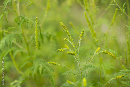 Ragweed bushes. Ambrosia artemisiifolia causing allergy summer and autumn. ambrosia is a dangerous weed. its pollen causes a strong allergy at the mouth during flowering