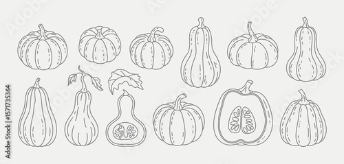 Various Outline Drawings of Pumpkins and Gourds