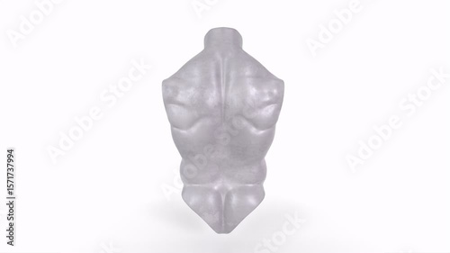 Male torso isolated on white 3d rendering