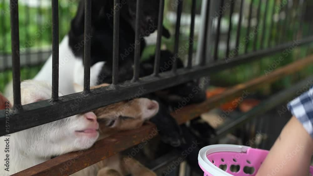 Closeup footage of two persons feeding a long green bean to domestic goats through the bars of a pen