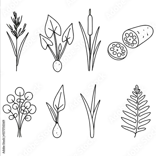 Edible Swamp Plant Icons. Outline style icons of Edible Swamp Plants: wild rice stem, arrowhead tuber, cattail shoots, lotus root,