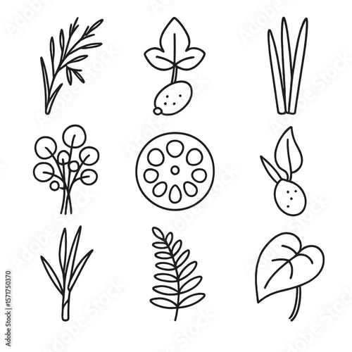 Edible Swamp Plant Icons. Outline style icons of Edible Swamp Plants: wild rice stem, arrowhead tuber, cattail shoots, lotus root,