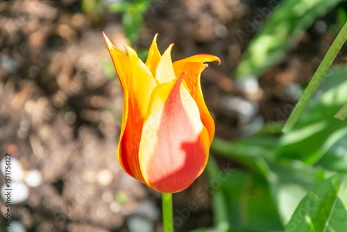 tulip. a bulbous spring-flowering plant of the lily family, with boldly colored cup-shaped flowers., 