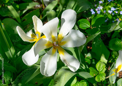 White tulips on a background of green grass. Spring flowers.