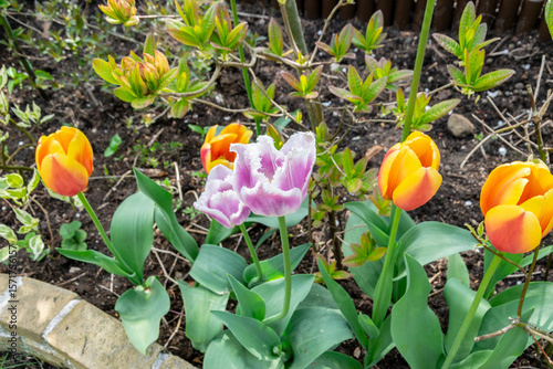Tulips blooming in the garden. Spring flowers. Selective focus.