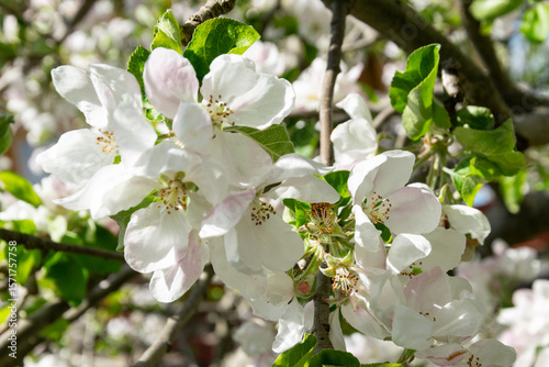 Blossoming branch of apple tree in spring. Close-up