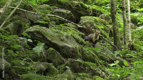 Martes foina faina animal marten	