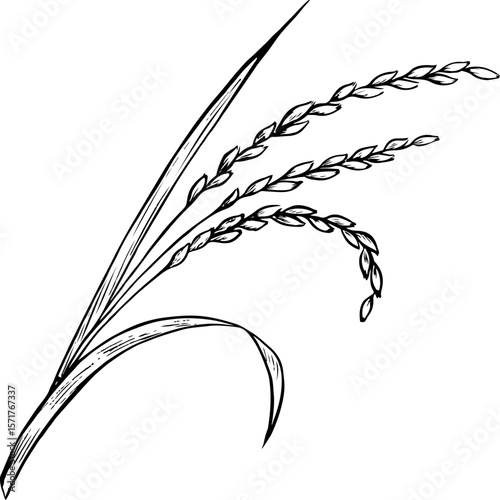 Rice stalks. Black and white graphics, vector illustrations. Design element for menus, recipes, and cookbooks. For banners, flyers, packaging, labels, and more.