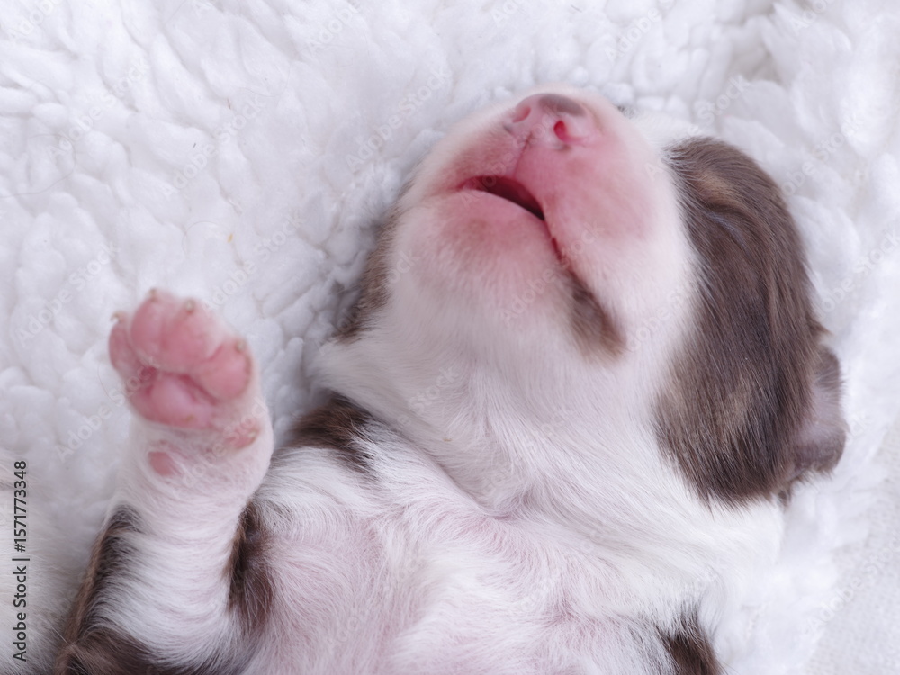 Puppy is sleeping on a white blanket Puppy is sleeping on a white blanket