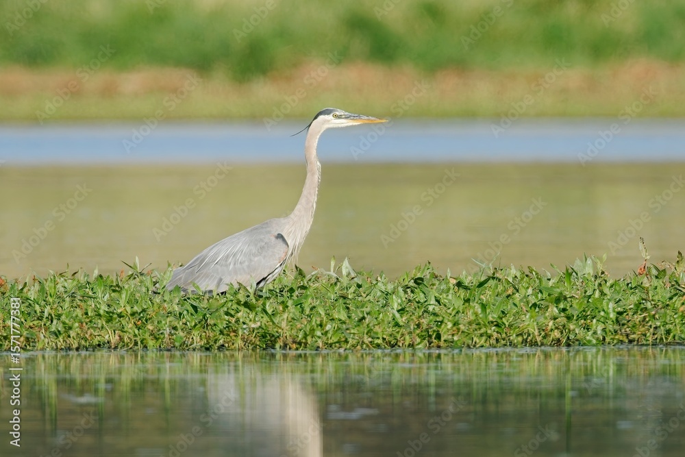 Obraz premium Side profile of great blue heron.