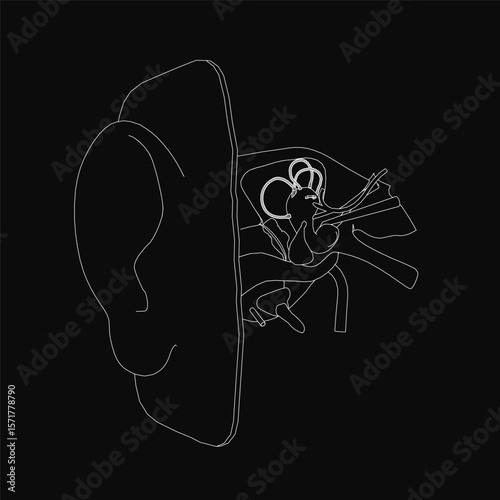 A contour illustration of a human ear with detailed inner structure, showcasing the anatomy of the hearing organ in white vector lines against a black background.