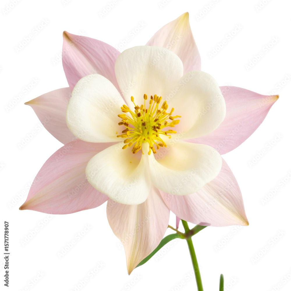 Fototapeta premium Bicolor Columbine Bloom with White and Pink Petals, isolated on a transparent background