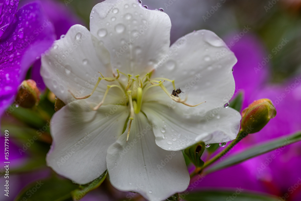Obraz premium Macro of Wet Purple and White Tropical Flowers
