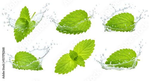 Fresh mint leaves splashing in water, capturing a dynamic moment of nature's freshness and vitality in a clean background