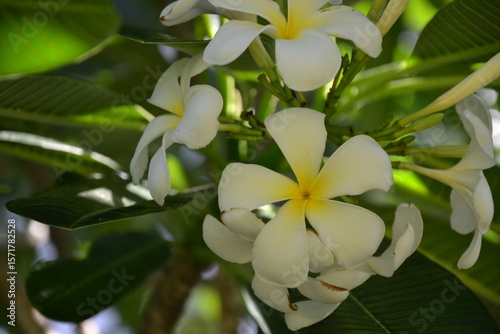 frangipanier en fleurs, fleurs blanches et jaunes

