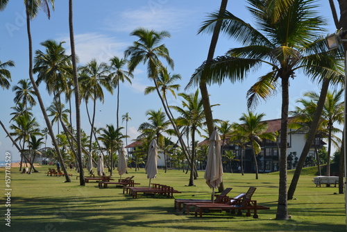 plusieurs palmiers formant une allée, sur une plage de Trincomalée, au Sri Lanka