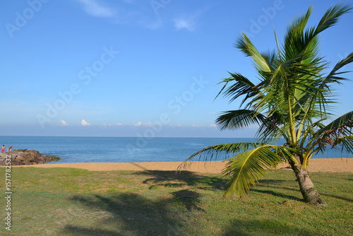 Palmier en face de la mer, sur une plage de Trincomalée, au Sri Lanka