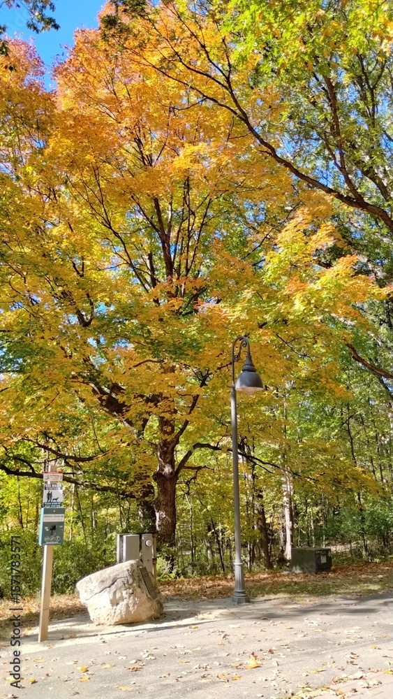 Naklejka premium autumn in the park