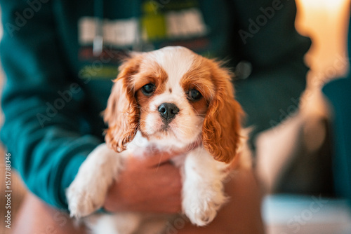 Foto american cocker spaniel