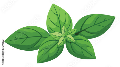 Aromatic wonders: basil and its diversity as a vector illustration.
