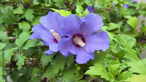 Close-up of blooming Hibiscus syriacus “Coelestris”, also known as Rose of Sharon, with delicate light blue petals and deep purple centers.
