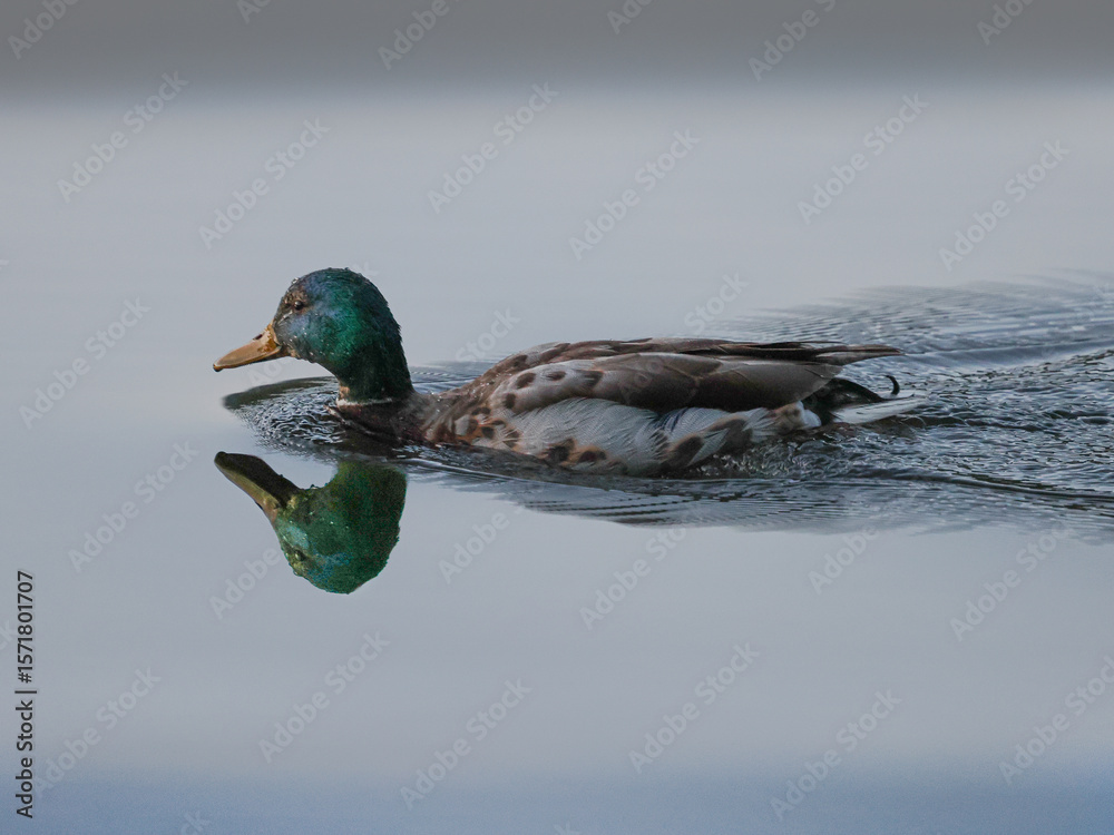 Obraz premium Mallard Drake